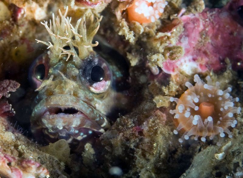 Diving2-20-112ShaleIsland043croppsesm.jpg