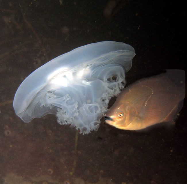 jellyfishps.jpg