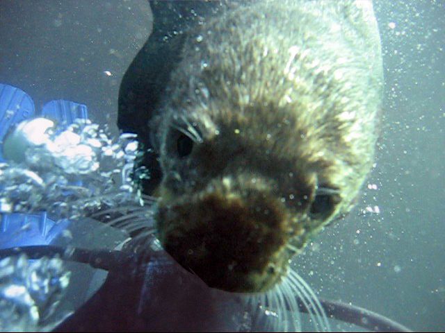 otter2pse.jpg