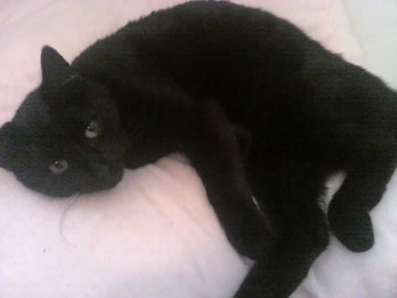 http://i65.photobucket.com/albums/h240/sc_ott/2010-11-23120041.jpg