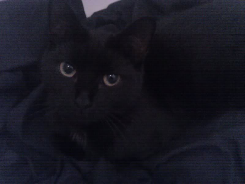 http://i65.photobucket.com/albums/h240/sc_ott/2010-11-23120107.jpg
