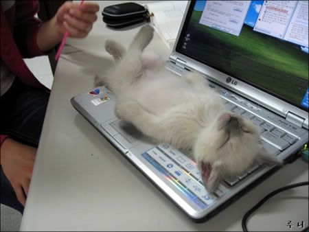 computer cat