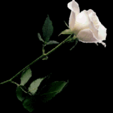 https://i65.photobucket.com/albums/h205/MooN_Princes/thlongwhrose1121.gif