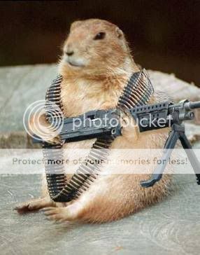 https://i65.photobucket.com/albums/h219/pjcomix/blog/Rambo-Squirrel.jpg