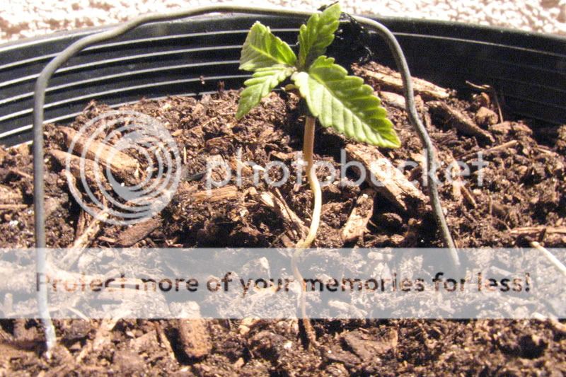 Plants stems weak since seedlings. what do i do?